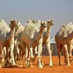زيت بول الجمال